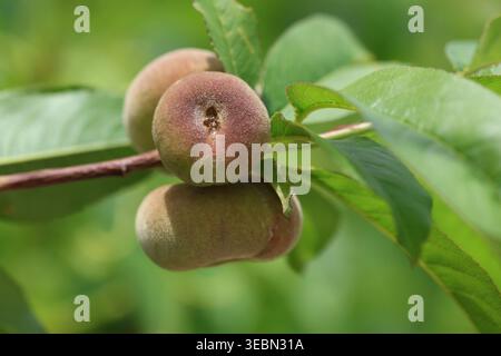 Close-up of Ripening Saturn Donut Peaches (Prunus persica f. compressa) Hanging on a Tree Branch with Green Leaves in an Orchard Stock Photo