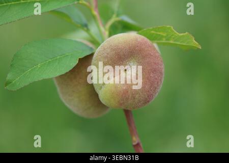 Close-up of Ripening Saturn Donut Peaches (Prunus persica f. compressa) Hanging on a Tree Branch with Green Leaves in an Orchard Stock Photo
