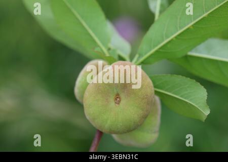 Close-up of Ripening Saturn Donut Peaches (Prunus persica f. compressa) Hanging on a Tree Branch with Green Leaves in an Orchard Stock Photo