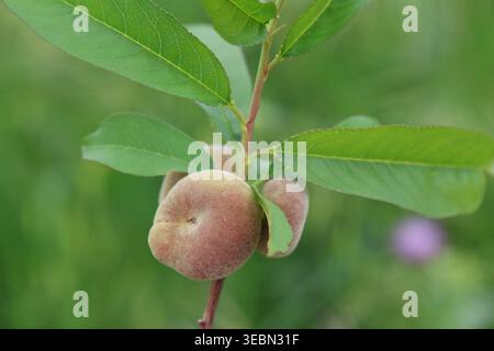 Close-up of Ripening Saturn Donut Peaches (Prunus persica f. compressa) Hanging on a Tree Branch with Green Leaves in an Orchard Stock Photo