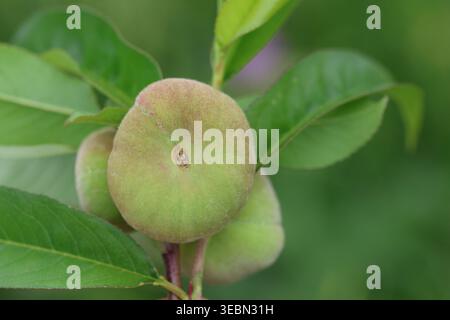 Close-up of Ripening Saturn Donut Peaches (Prunus persica f. compressa) Hanging on a Tree Branch with Green Leaves in an Orchard Stock Photo