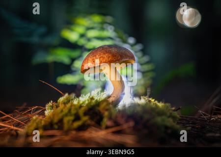 View of an enchanting mushroom glowing with soft light amidst velvety moss and pine needles on a dark forest floor, Kabupaten Soppeng, South Sulawesi, Stock Photo