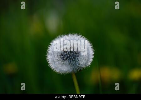 A perfect dandelion seed head (Taraxacum officinale) in full seed against a dark green, blurred natural background. Stock Photo