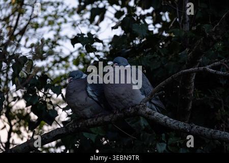 Pair of Common Wood Pigeons huddling together on a branch Stock Photo