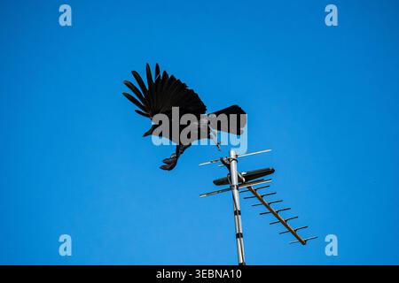 A Carrion Crow (Corvus corone) launching into flight against a vivid blue sky, wings fully extended. Stock Photo