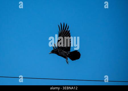 A Carrion Crow (Corvus corone) launching into flight against a vivid blue sky, wings fully extended. Stock Photo