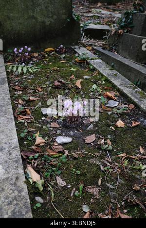 Purple cyclamen growing on a grave in London Stock Photo