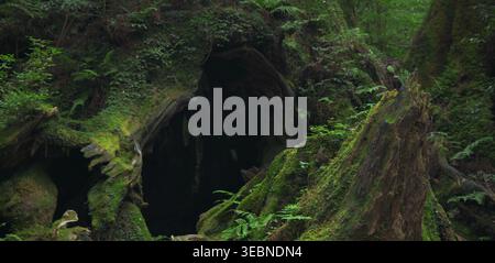 Massive hollow tree stump covered in moss in a primeval forest grove Stock Photo