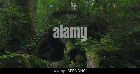 Massive hollow tree stump covered in moss in a primeval forest grove Stock Photo