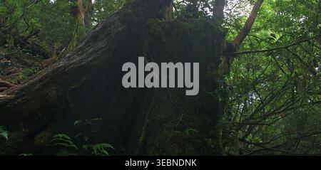 Ancient hollow tree stump covered in moss within a deep forest grove Stock Photo