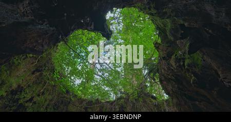 Forest canopy view from inside a hollow ancient tree trunk with moss Stock Photo