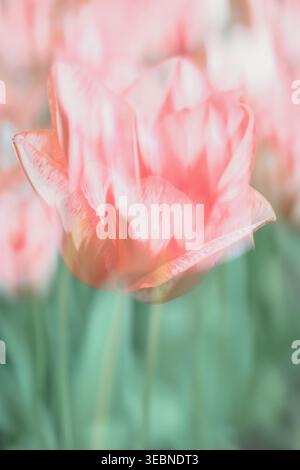 Soft focus tulip in pastel tones with abstract background Stock Photo