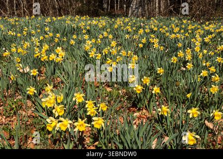 Wild daffodils in a meadow in swiss jura mountain Stock Photo