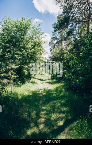 A narrow path leads through tall green grass surrounded by trees in a forest. Sunlight shines through the leaves, and clouds float in the blue sky abo Stock Photo