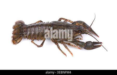 Raw freshwater lobster or crayfish isolated on white background. Live crawfish isolated Stock Photo