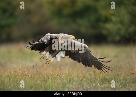 White-tailed Eagle / Sea Eagle / Seeadler ( Haliaeetus albicilla ) takes off from a meadow in autumn, powerful adult, wildlife. Stock Photo