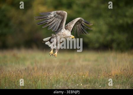 White-tailed Eagle / Sea Eagle / Seeadler ( Haliaeetus albicilla ) takes off from a meadow in autumn, powerful adult, wildlife. Stock Photo