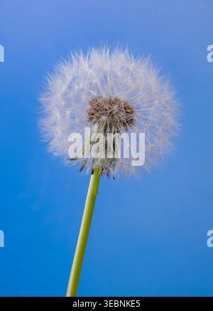 Seed head of Dandelion (Taraxacum officinale) often called a Dandelion Clock against a blue background Stock Photo