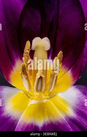 A close up of the inside of a purple Tulip flower. This image shows the central Stigma on top of the Style surrounded by pollen covered Anthers Stock Photo
