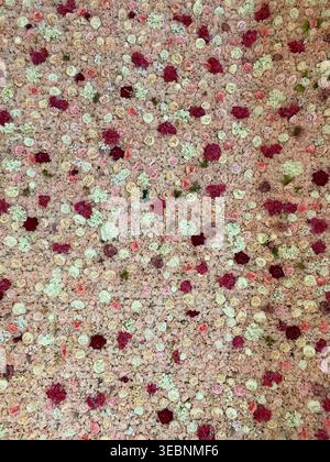 Close up of a bunch of roses with mixed color red, white, pink blooming rose bouquet. Romantic Love, Flowers Background. Stock Photo