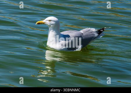 A herring gull gently bobs on the calm sea, its white feathers contrasting against the blue water. The peaceful scene captures the essence of nature's Stock Photo