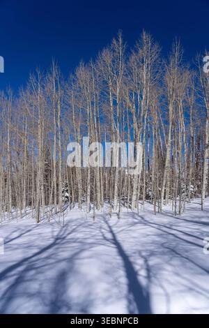 Aspen trees & shadows in winter in the La Sal Mountains near Moab, Utah. Stock Photo