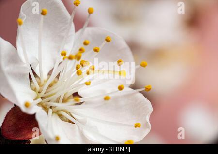 Macro shot of a delicate white cherry blossom with bright yellow stamens in soft focus Stock Photo