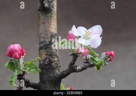 White flowers emerge from the buds on slender apple branches. The promise of spring is visible in this quiet budding growth. Stock Photo