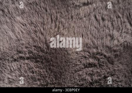 Light Taupe Shaggy Fur Texture Background for Cozy Luxury Home Decor Stock Photo