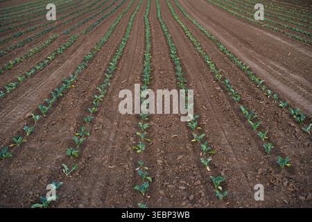 Rows of young green crops growing in fertile brown soil on an agricultural field, showing steady growth and farming Stock Photo