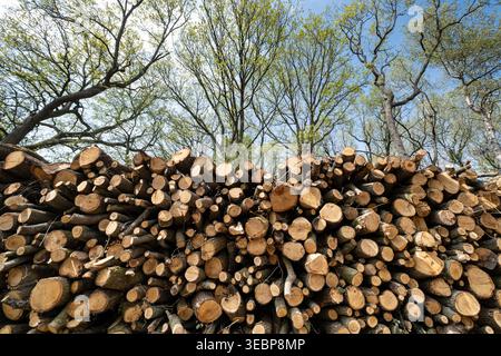 Piles of commercially felled trees in a woodland in Worcestershire, England. Stock Photo