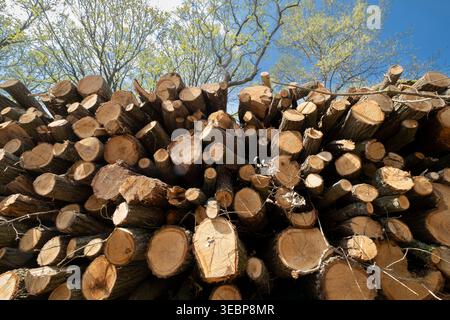 Piles of commercially felled trees in a woodland in Worcestershire, England. Stock Photo