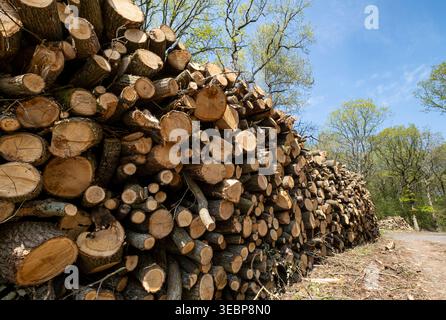 Piles of commercially felled trees in a woodland in Worcestershire, England. Stock Photo