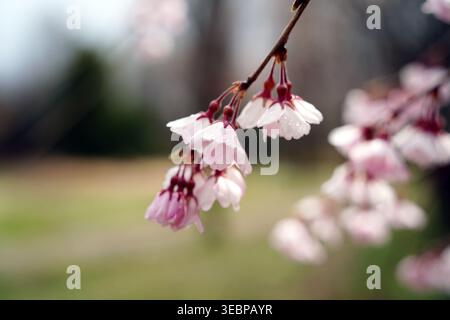 Close up of delicate pink cherry blossom flowers with raindrops on a branch after rain Stock Photo