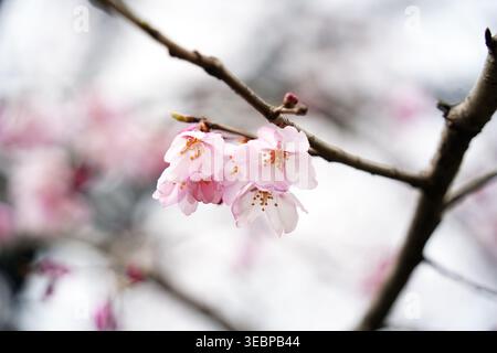 Close up of delicate pink cherry blossom flowers with raindrops on a branch after rain Stock Photo