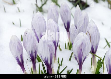 White and purple flowers of Silvery Crocus Crocus biflorus in Snow in a Winter Garden Stock Photo