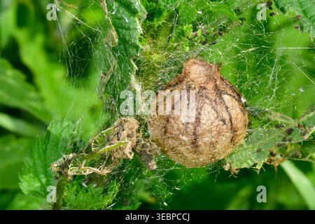 Black-and-Yellow Argiope, Black-and-Yellow Garden Spider (Argiope bruennichi). Egg sack in vegetation. Germany Stock Photo