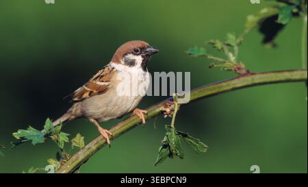 Tree Sparrow (Passer montanus). Adult perched on a twig Stock Photo