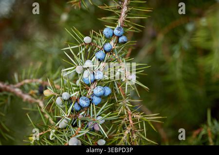Common Juniper (Juniperus communis). Ripe berries on a bush in winter. Germany Stock Photo