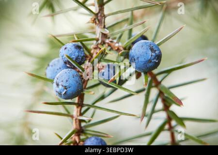 Common Juniper (Juniperus communis). Ripe berries on a bush in winter. Germany Stock Photo
