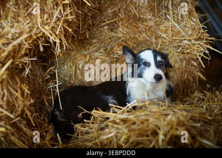 Border Collie. Adult dog lying in straw. Germany Stock Photo