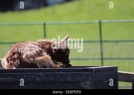 A shaggy, young brown goat kid with small horns resting curled up inside a dark wooden trough on a sunny day. Jupiter Artland, Edinburgh, Scotland. Stock Photo