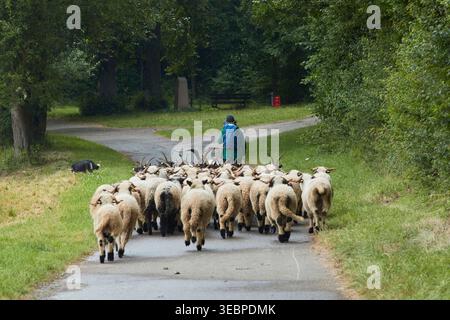 A shepherdess wanders with her herd on a road. Germany Stock Photo