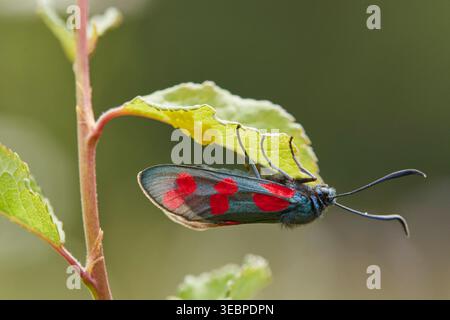 Six-spot Burnet (Zygaena filipendulae). Female laying eggs at a Blackthorn leaf. Germany Stock Photo
