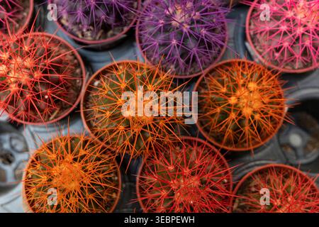 colorful cactus plants in small pots arranged on tray, indoor plant collection detail. Concept: home gardening hobby Stock Photo