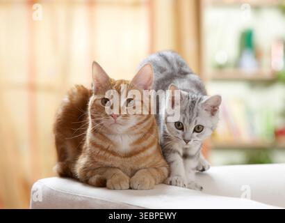 British Shorthair and domestic cat. Two cats on a couch. Germany . Stock Photo