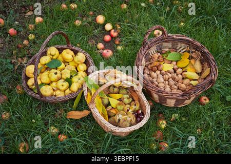 Collected walnuts (Juglans regia), quinces (Cydonia oblonga) and sweets chestnuts (Castanea sativa) in baskets in a meadow orchard (Castanea sativa) Stock Photo