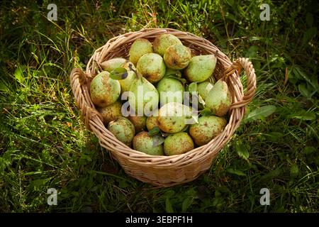 Common Pear, European Pear (Pyrus communis). Picked pears in a basket. Germany Stock Photo