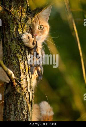 Domestic cat. Red tabby adult looking around a tree trunk Stock Photo
