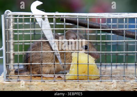 Mouse in a live-catch mousetrap. Stock Photo